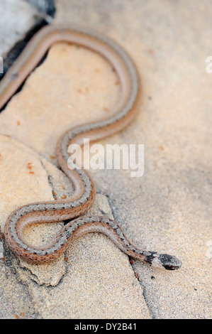 Florida Brown Snake, Snake Verfall oder Dekay die Brown Snake (Storeria Dekayi Victa), Florida, USA Stockfoto