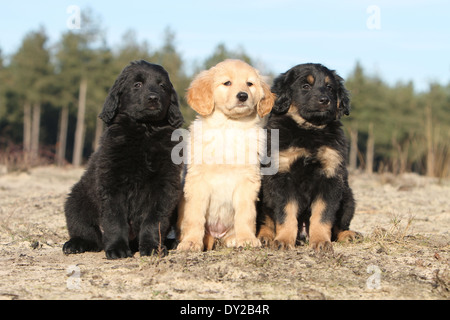 Hund, Hovawart drei Welpen Welpe Standortwahl natürliche Stockfoto