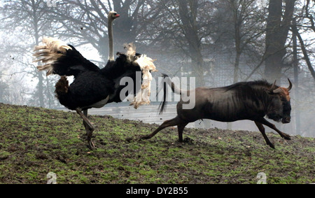 Gnus (Connochaetes Taurinus), gejagt von einem wütenden Strauß (Struthio Camelus) Stockfoto