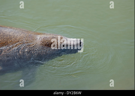 Florida Manatee, West Indian Manatee oder Karibik-Manati (Trichechus Manatus Latirostris), Florida, USA Stockfoto