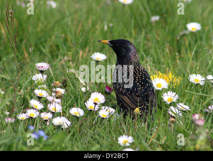 Star (Sturnus Vulgaris) auf Nahrungssuche auf einer Wiese im Frühling Stockfoto