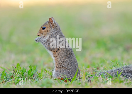 Östliche graue Eichhörnchen oder östliche graue Eichhörnchen (Sciurus Carolinensis), Florida, USA Stockfoto
