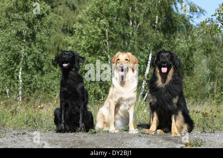 Hund Hovawart drei Erwachsene Erwachsene sitzen natürlich blond Stockfoto