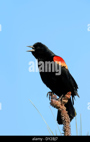 Rotschulterstärling (Agelaius Phoeniceus), Männlich, Florida, USA Stockfoto
