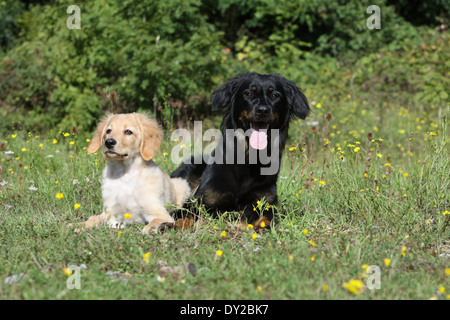Hovawart Black Dog Erwachsene Erwachsene Welpen Hundewelpen jungen sitzen sitzen zwei mehrere in Natur Mutter und Baby liegend Stockfoto