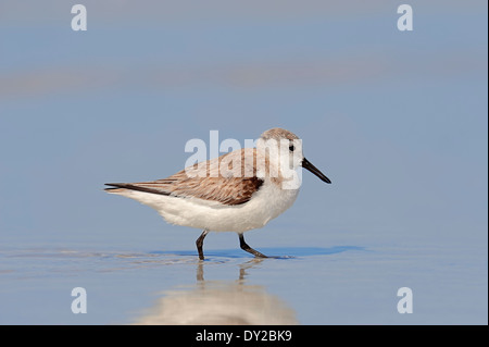Sanderling (Calidris Alba) im Winterkleid, Sanibel Island, Florida, USA Stockfoto