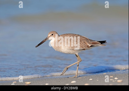 Willett (Tringa Semipalmata, Catoptrophorus Semipalmatus) im Winterkleid, Sanibel Island, Florida, USA Stockfoto