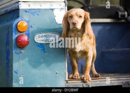 Ein goldener Cocker Spaniel Gebrauchshund steht auf der Rückseite ein altes Land Rover Fahrzeug Stockfoto