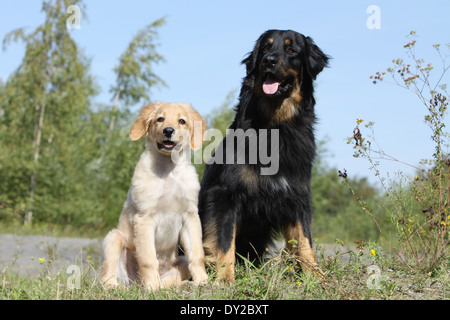 Hovawart Black Dog Erwachsene Erwachsene Welpen Hundewelpen jungen sitzen sitzen zwei mehrere in Natur Mutter und Baby liegend Stockfoto