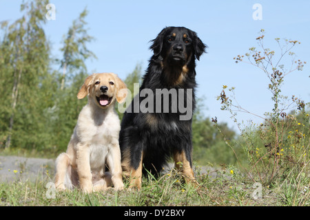 Hovawart Black Dog Erwachsene Erwachsene Welpen Hundewelpen jungen sitzen sitzen zwei mehrere in Natur Mutter und Baby liegend Stockfoto