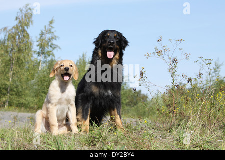 Hovawart Black Dog Erwachsene Erwachsene Welpen Hundewelpen jungen sitzen sitzen zwei mehrere in Natur Mutter und Baby liegend Stockfoto
