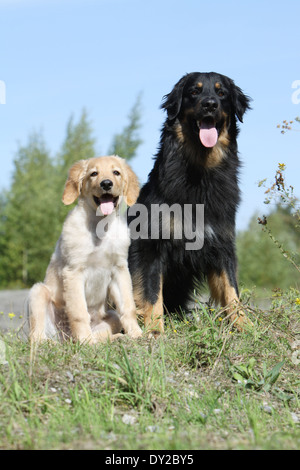 Hovawart Black Dog Erwachsene Erwachsene Welpen Hundewelpen jungen sitzen sitzen zwei mehrere in Natur Mutter und Baby liegend Stockfoto