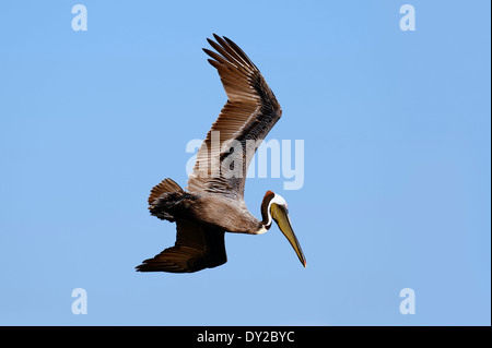 Brauner Pelikan (Pelecanus Occidentalis), Sanibel Island, Florida, USA Stockfoto