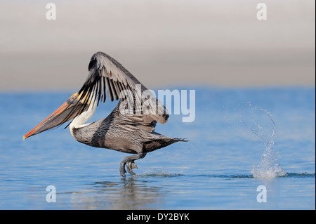 Brauner Pelikan (Pelecanus Occidentalis), Sanibel Island, Florida, USA Stockfoto