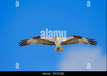 Fischadler (Pandion Haliaetus Carolinensis), Everglades Nationalpark, Florida, USA Stockfoto