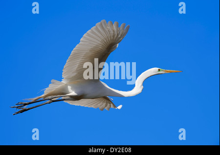 Großer Egret, Common Egret, großen Reiher oder Silberreiher (Ardea Alba, Casmerodius Albus), Florida, USA Stockfoto