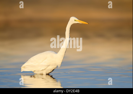 Großer Egret, Common Egret, großen Reiher oder Silberreiher (Ardea Alba, Casmerodius Albus), Florida, USA Stockfoto