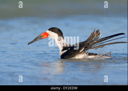 Schwarz-Skimmer (Rynchops Niger), Florida, USA Stockfoto