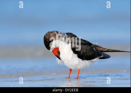 Schwarz-Skimmer (Rynchops Niger), Florida, USA Stockfoto