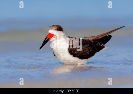 Schwarz-Skimmer (Rynchops Niger), Florida, USA Stockfoto