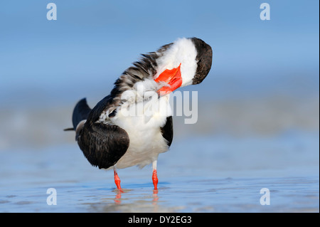 Schwarz-Skimmer (Rynchops Niger), Florida, USA Stockfoto