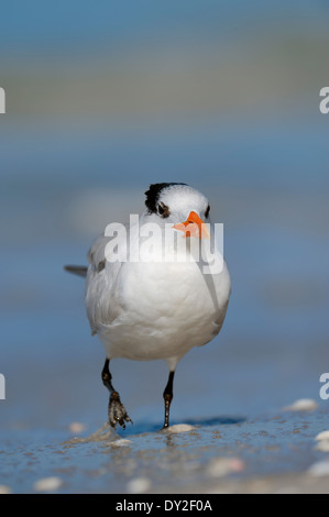 Königliche Seeschwalbe (Sterna Maxima, Thalasseus Maximus), Sanibel Island, Florida, USA Stockfoto