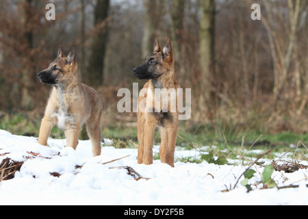 Belgischer Schäferhund Laekenois zwei Deux 2 Welpen Welpen stehen Hund Stockfoto