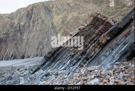 Komplexe Faltung des sedimentären Gesteinsschichten in Steilküsten am Hartland Quay, North Devon, England Stockfoto