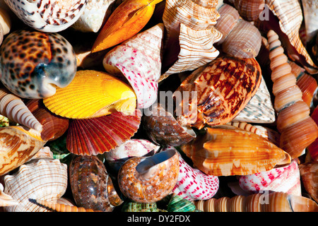 Eine Menge von Muscheln Stockfoto