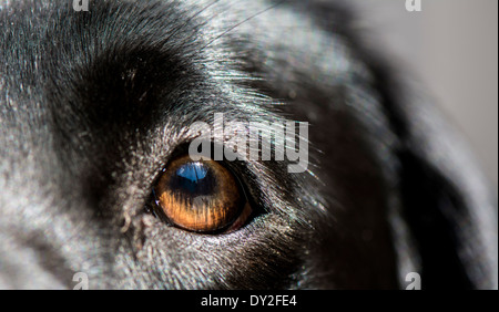 Extreme Nahaufnahme von Hunde-Auge Stockfoto