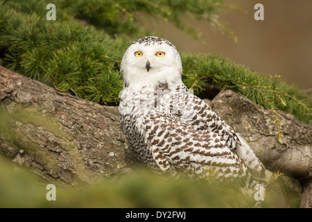 Erwachsenen Schnee-Eule (Bubo Scandiacus) in einer Tanne (Abies) Stockfoto