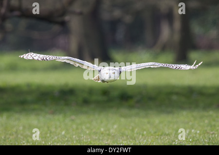 Erwachsenen Schnee-Eule (Bubo Scandiacus) fliegen im Wald Stockfoto