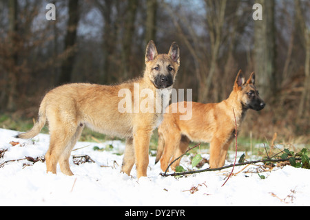 Belgischer Schäferhund Laekenois zwei Deux 2 Welpen Welpen stehen Hund Stockfoto