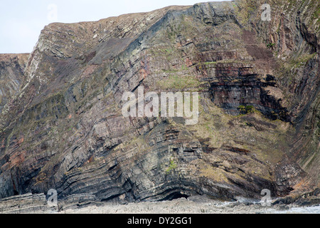Komplexe Faltung des sedimentären Gesteinsschichten in Steilküsten am Hartland Quay, North Devon, England Stockfoto