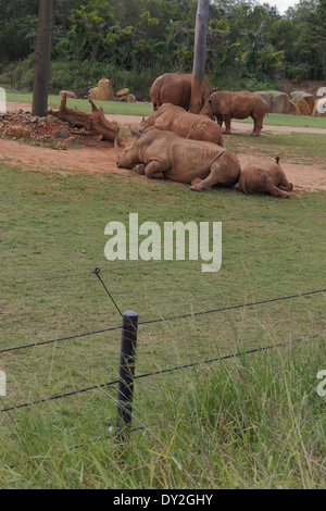 Nashorn in Gefangenschaft Stockfoto