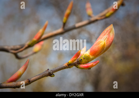 Bush der roten Kastanie - Aesculus Pavia Koehnei Stockfoto