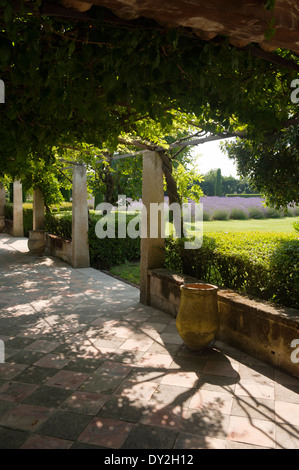 Geflieste Terrasse mit Eisen gestaltete Pergola bedeckt Kletterpflanzen Stockfoto