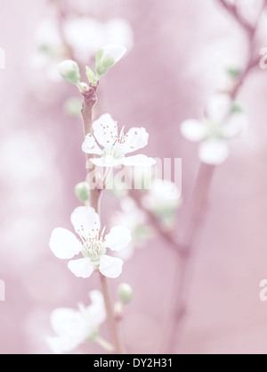 Kirschbaum Blüte, schöne rosa Blumen Hintergrund, sanfte kleine weiße Blüten auf Baum Zweig, verträumten Foto, Kunst Stockfoto