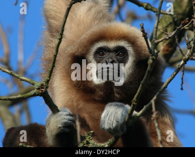 Lar Gibbon oder White-Handed Gibbon (Hylobates Lar) in einem Baum, Nahaufnahme des Kopfes Stockfoto