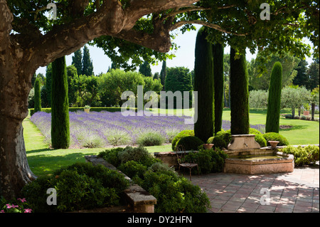 Geflieste Terrasse und Stein Brunnen im provenzalischen Garten mit Olivenhain, Lavendel und Zypressen Stockfoto