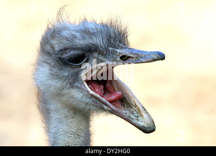 Nahaufnahme des Kopfes und der Stückliste eine weibliche gemeinsame Strauß (Struthio Camelus) Stockfoto