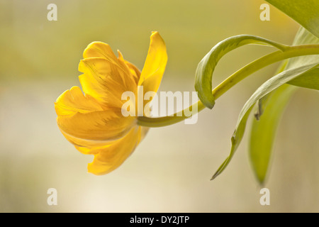 Das Gefühl des Frühlings: die Schönheit und Eleganz der eine gelbe Tulpe. Stockfoto