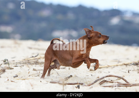 Hund-Zwergpinscher / Erwachsene am Strand Stockfoto