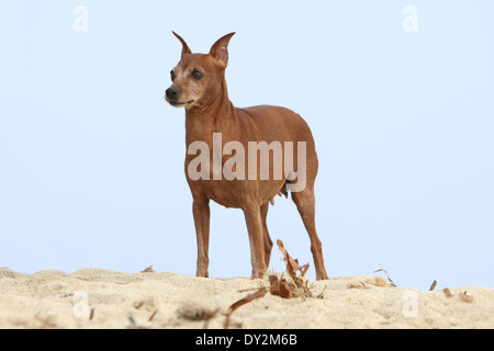 Hund-Zwergpinscher / Erwachsenen stehen am Strand Stockfoto