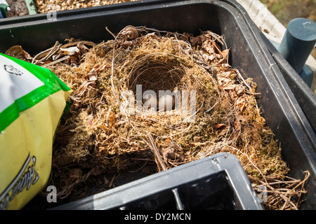 Britische Robins Nest mit zwei verlassene Eiern im Anzuchtkasten Gewächshaus gebaut. Stockfoto