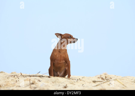 Hund-Zwergpinscher / Erwachsene am Strand sitzen Stockfoto