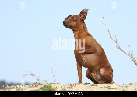 Hund-Zwergpinscher / Erwachsene am Strand sitzen Stockfoto