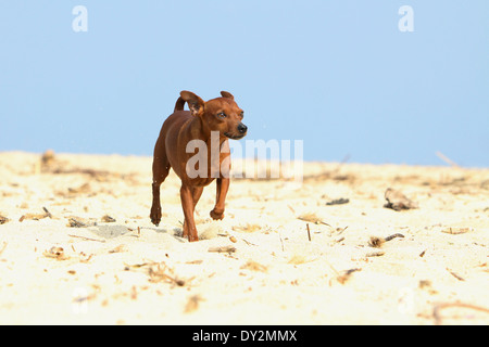 Hund-Zwergpinscher / Erwachsene am Strand Stockfoto