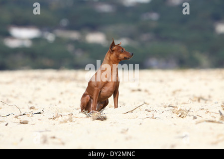 Hund-Zwergpinscher / Erwachsene am Strand sitzen Stockfoto