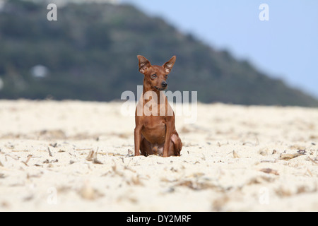 Hund-Zwergpinscher / Erwachsene am Strand sitzen Stockfoto